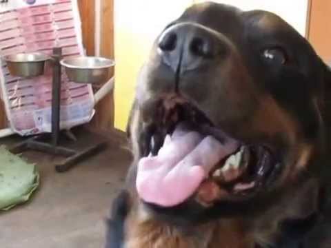 Ротвейлер репетирует поздравление с 8марта