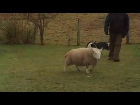 Овца выросла с собаками