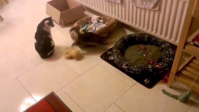 Ловушка для котов 