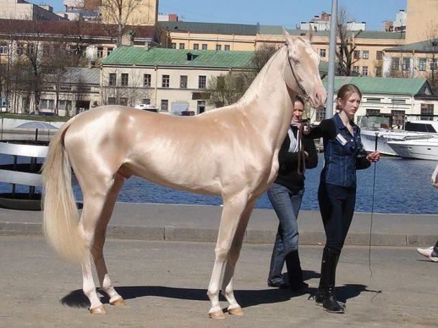 20 самых красивых лошадей в мире, от которых трудно отвести взгляд