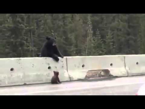 Мама медведь спасла своего медвежонка 