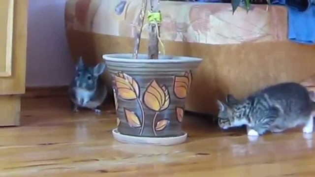 Котенок и шиншилла - лучшие друзья!  