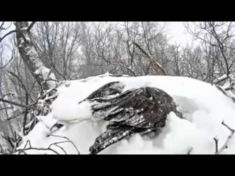 Орел не оставил свое гнездо 