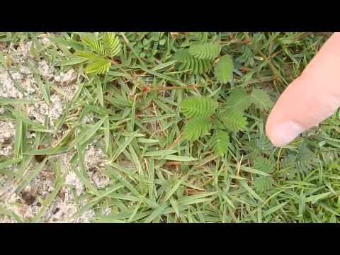  Странное растение 