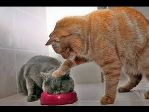 Животные приколы