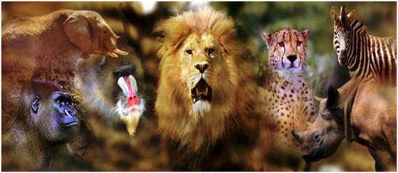 Некоторые животные заслуживают настоящую медаль за храбрость