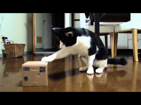 Новая игрушка для кота