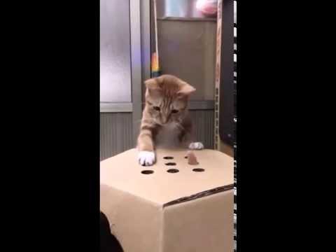 Игрушка для котика 