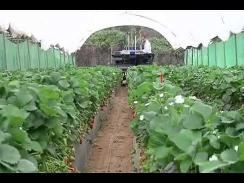 Чудо-техника для уборки овощей и фруктов