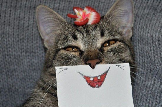 Немного кошачьего позитива