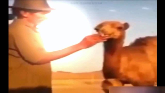 Верблюд курит травку