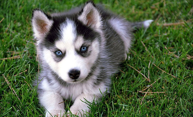 Хаски: нереально красивая собака с голубыми глазами