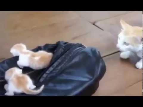 Кошка и котята, еще слепые