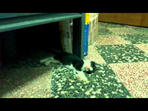 Котенок сломался