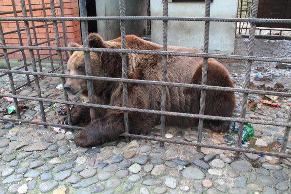 Пьющих медведей из Сочи доставили в подмосковный приют