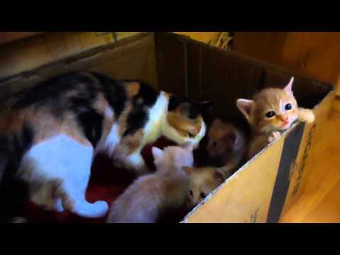 Кошка спасает котенка