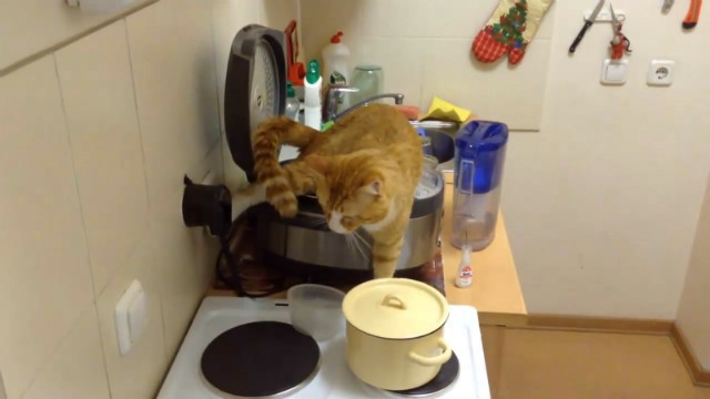 Рыжий кот которому всё по барабану