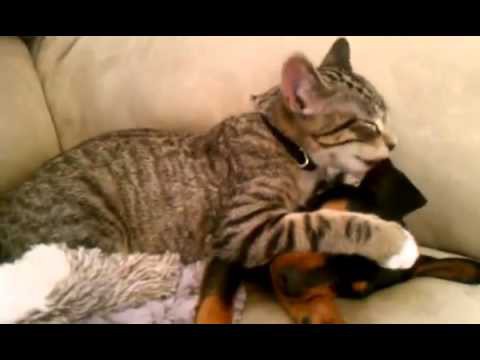  Кошка ухаживает за собакой