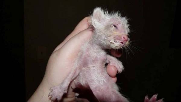 Спасение больного котенка, найденного на дне мусорки