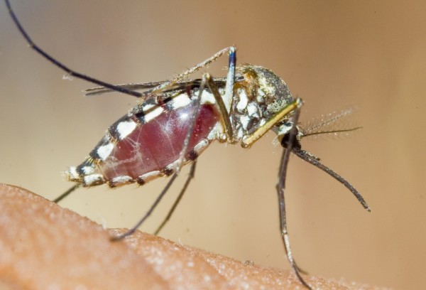 Почему нас так любят комары?