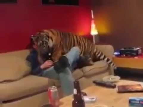  Пришел приласкаться