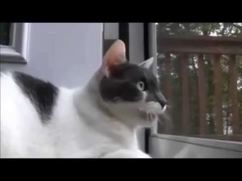 Кот пулемет! Cat Machine Gun 