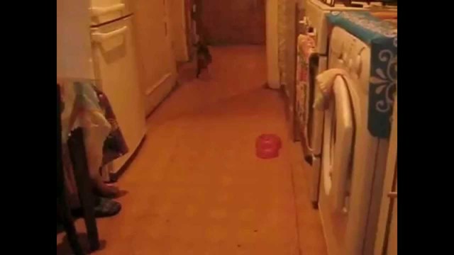 Хозяин, ты сдурел?!  Я же кот,а не собака!