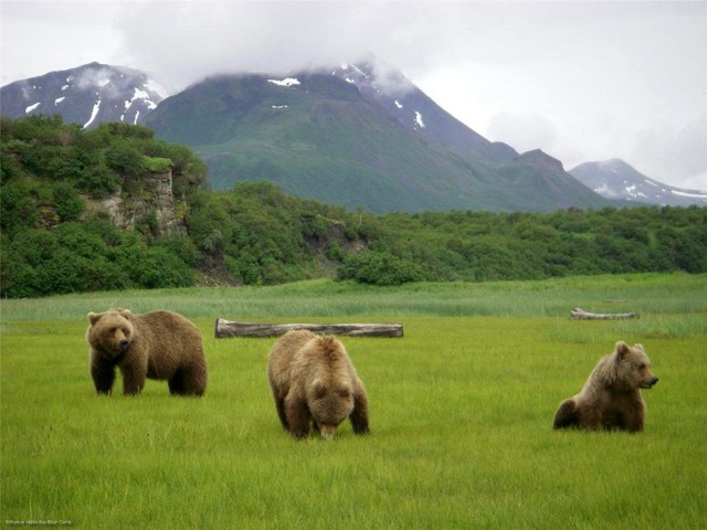 «Медвежий лагерь» на Аляске 