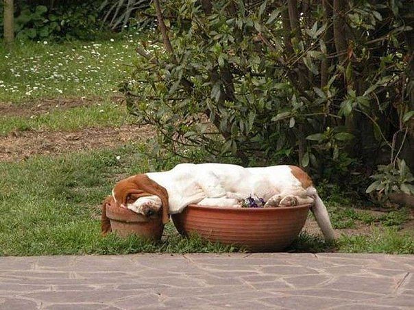 Собаки-в раскоряку спаки