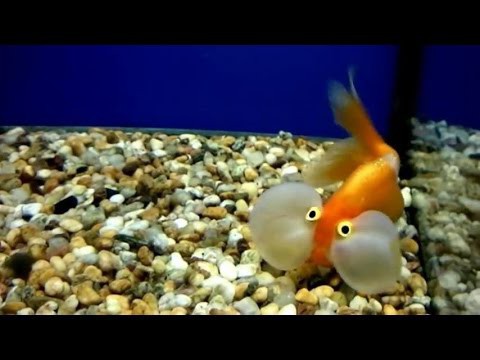 Удивительная рыба