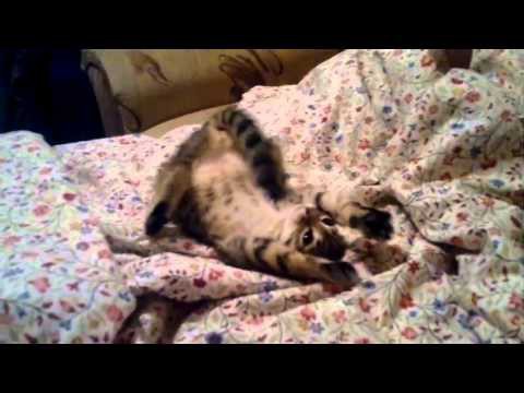 Кот танцует