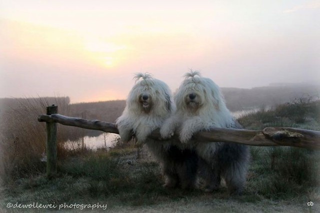 Фотогеничные пастушьи собаки все делают вместе