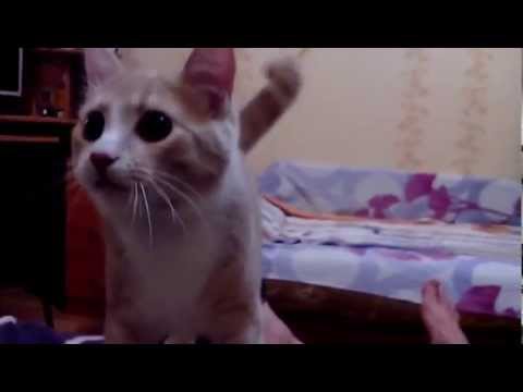 Кот думает, что он пес
