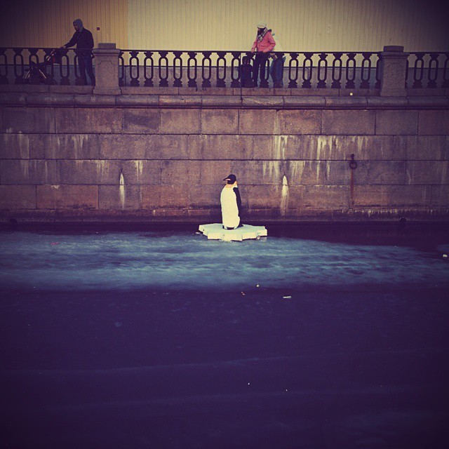 В Санкт-Петербурге в канале Грибоедова появился пингвин