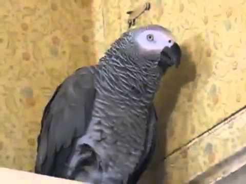 Где кошка