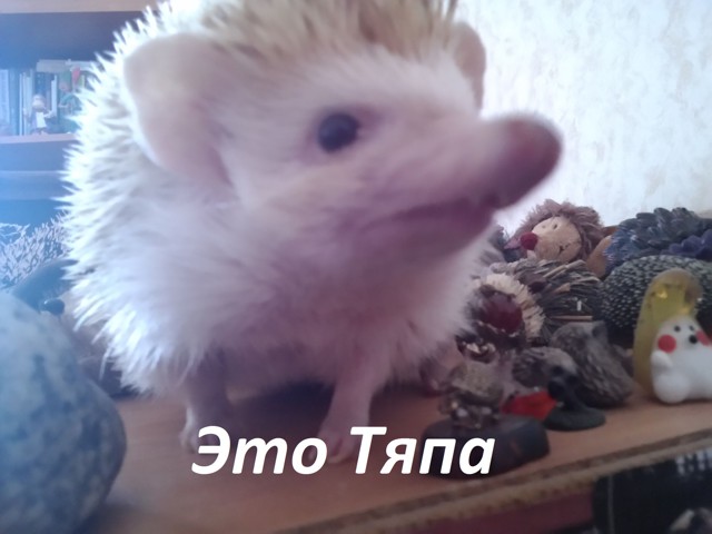 Маленькая история из жизни маленького ежика