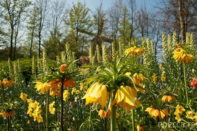 Нидерланды. Амстердам. Keukenhof или как окунуться в море тюльпанов