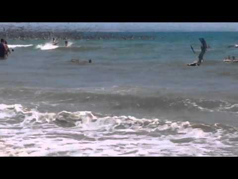 Пеликаны охотятся на рыбу