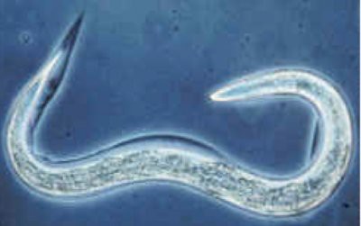 У микроскопических червей нашли мышление и свободу воли