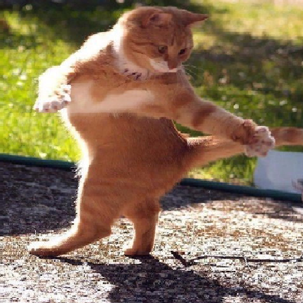 Танцующие животные