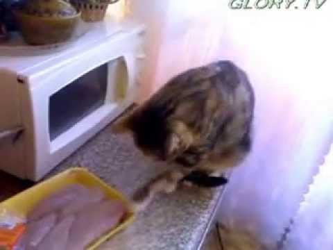 Наглая кошка
