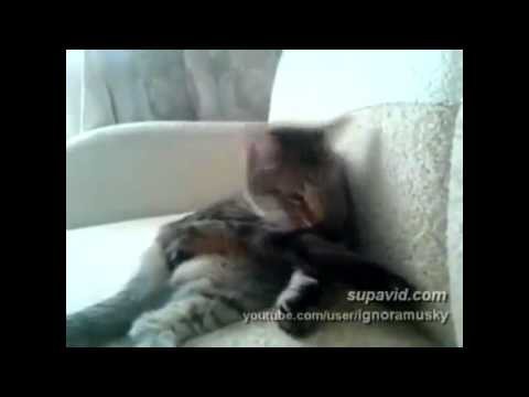 Смешные приколы