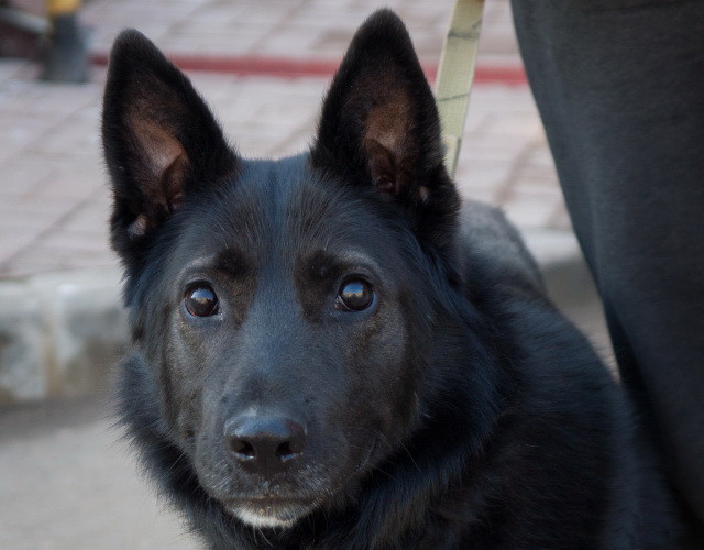 Брошенный слепой пес из Твери нашел семью в Смоленске