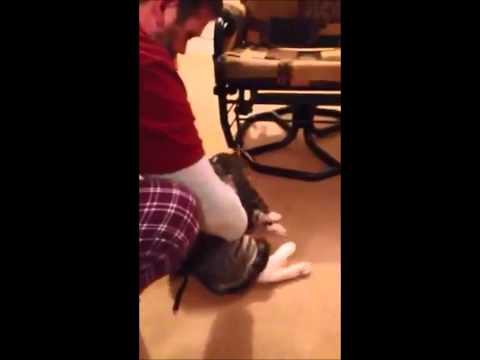 Кот притворился мертвым, чтобы не идти на прогулку