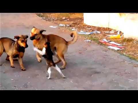 Один против двоих