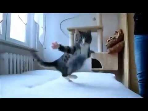 Тренировка чемпиона MMA