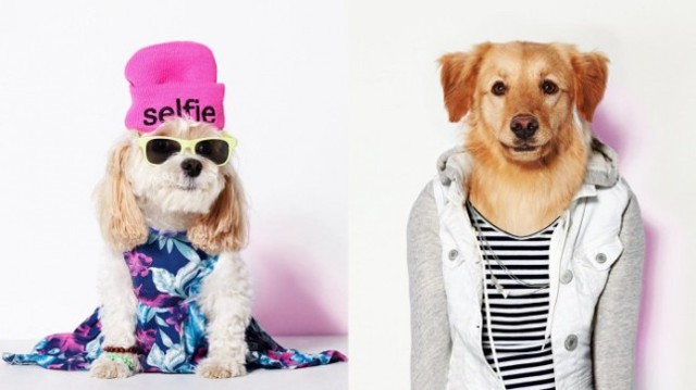 Модные тряпочки для любимых питомцев