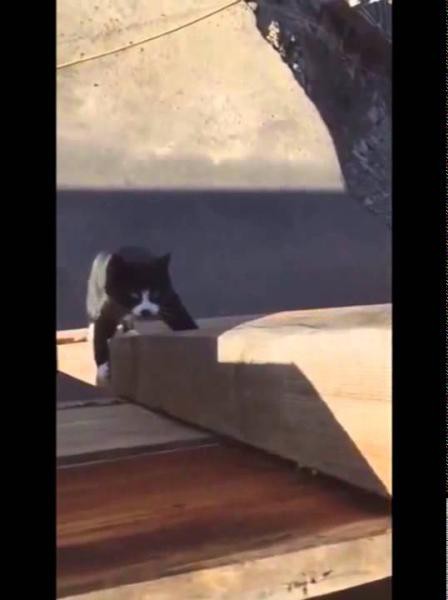  Ниндзя кот 