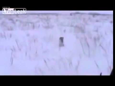  Заяц сам пришел, чтобы в него не стреляли