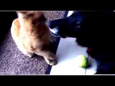 Кошки & собаки